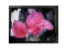 NL10276BC24-13C NEC 12,1" A-Si TFT-LCD Panel 